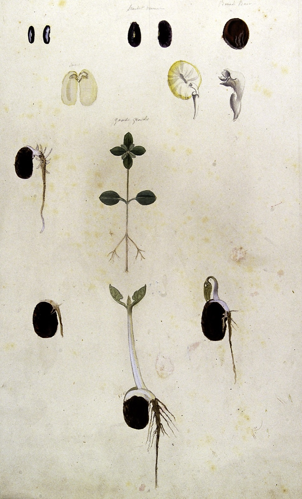Aquarela antiga de sementes de fava germinando, da semente ao broto com folhas