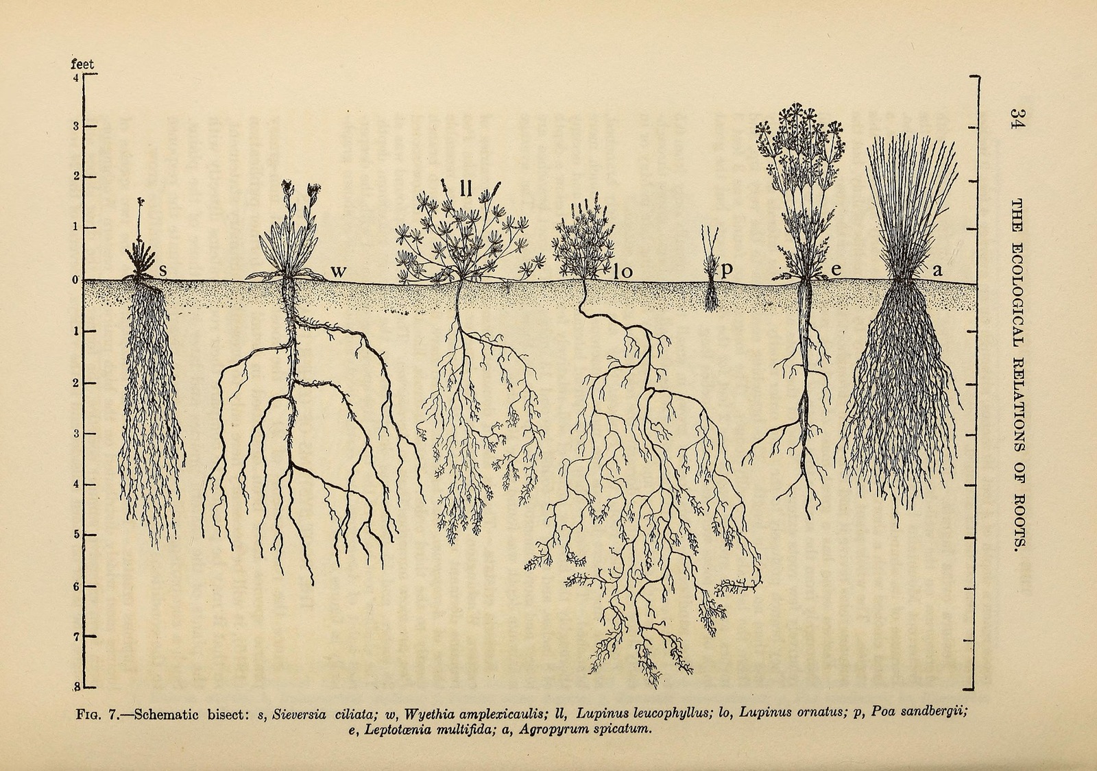 Desenho científico de 1919: plantas de pradaria acima da linha do solo e seus sistemas de raízes, muito maiores, abaixo dela